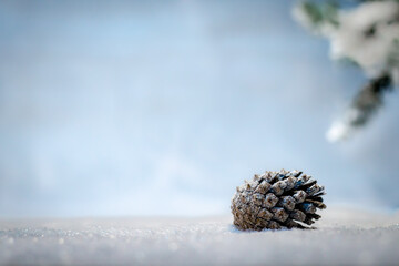Snowy pine cone on snowy ground on a blue sky and tree background