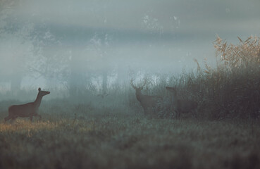 Red deer and hinds on meadow on fog