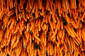 Carrot is one of the nutritious vegetable grown throughout the world. Commercial cultivation of...