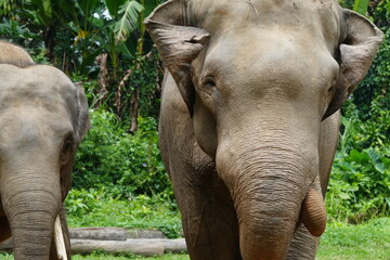 Fototapeta premium The Sumatran elephant (Elephas maximus sumatranus) is one of three recognized subspecies of the Asian elephant and is native to the Indonesian island of Sumatra. |蘇門答臘象
