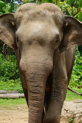 Fototapeta premium The Sumatran elephant (Elephas maximus sumatranus) is one of three recognized subspecies of the Asian elephant and is native to the Indonesian island of Sumatra. |蘇門答臘象