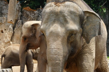 Fototapeta premium 수마트라 코끼리 (Elephas maximus sumatranus)는 아시아 코끼리의 세 가지 인정된 아종 중 하나로, 인도네시아의 수마트라 섬에 서식합니다