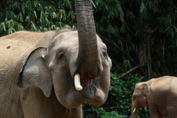 The Sumatran elephant (Elephas maximus sumatranus) is one of three recognized subspecies of the Asian elephant and is native to the Indonesian island of Sumatra. |蘇門答臘象