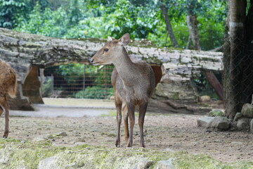 The Javan rusa (Rusa timorensis), or Sunda sambar is native to the Indonesian islands of Java, Bali and Timor. It is occupied in a habitat similar to that of the Chital of India