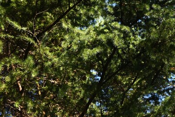 Himalayan ceder ( Cedrus deodara ) tree. Bark, leaves and cones. Pinaceae evergreen conifers. It is one of the three major park trees in the world.