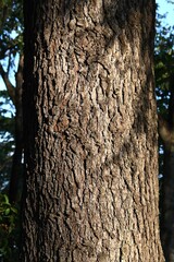 Fototapeta premium Himalayan ceder ( Cedrus deodara ) tree. Bark, leaves and cones. Pinaceae evergreen conifers. It is one of the three major park trees in the world.