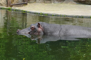 Fototapeta premium Pygmy Hippopotamus (Choeropsis liberiensis or Hexaprotodon liberiensis) is a small, elusive, and primarily nocturnal mammal native to the forests |倭河馬|侏儒河馬