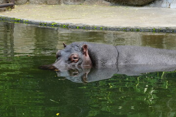 Fototapeta premium Pygmy Hippopotamus (Choeropsis liberiensis or Hexaprotodon liberiensis) is a small, elusive, and primarily nocturnal mammal native to the forests |倭河馬|侏儒河馬