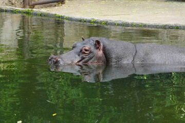 Pygmy Hippopotamus (Choeropsis liberiensis or Hexaprotodon liberiensis) is a small, elusive, and primarily nocturnal mammal native to the forests |倭河馬|侏儒河馬