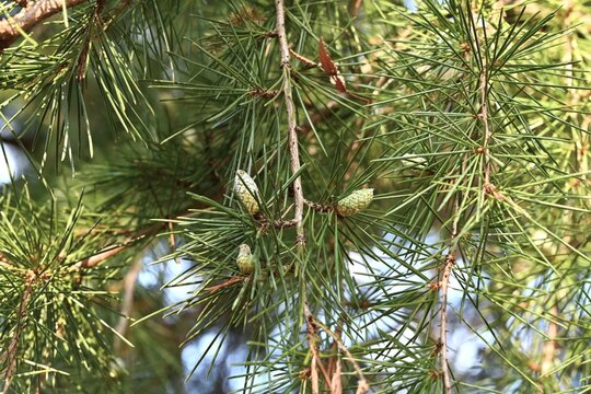 Himalayan ceder ( Cedrus deodara ) tree. Bark, leaves and cones. Pinaceae evergreen conifers. It is one of the three major park trees in the world.