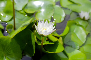 Beautiful waterlily or lotus flower with green leaves