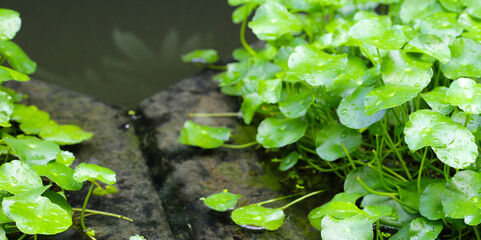 Centella asiatica (gotu kola). Raindrops on leaves