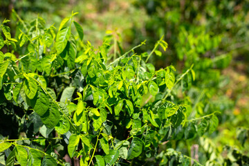 Green leaves of sauropus androgynus