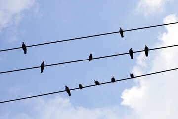 Silhouette birds on wire cable against blue sky