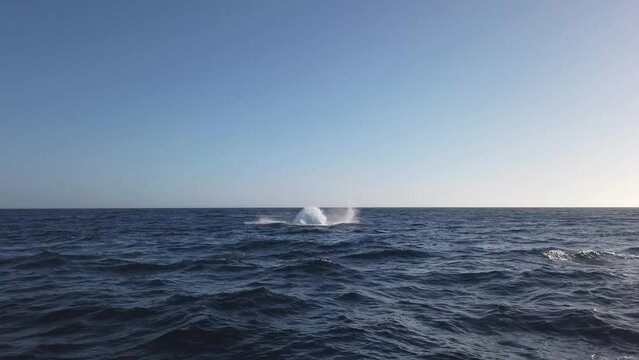 Humpback Whales jumping out of water in Pacific Ocean, Mexico