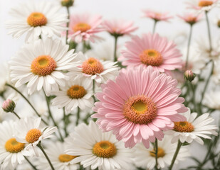 Obraz premium daisies in a garden