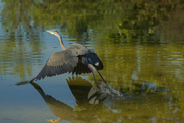 Great Blue Heron shown in flight over a shallow pond in Pasadena, California, United States.