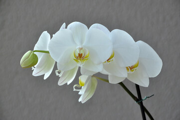 flor orquidea branca florida 