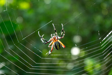 araña