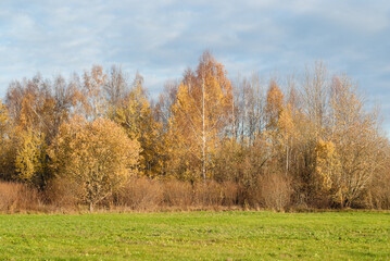 Fototapeta premium autumn landscape, green grass in the foreground, trees and blue sky with clouds in the background