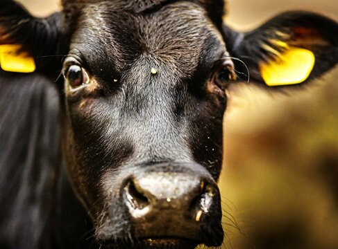 Cattle, cow face closeup photography
