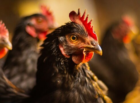 Chicken farm, chicken closeup photography