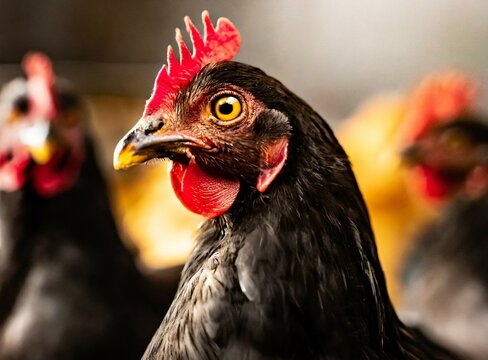 Chicken farm, chicken closeup photography