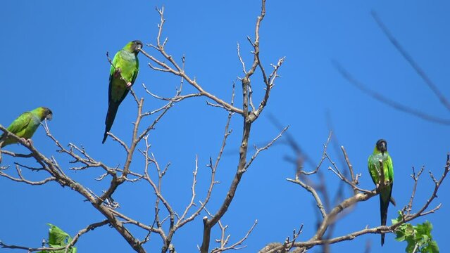 Tree green parrots on tree branches