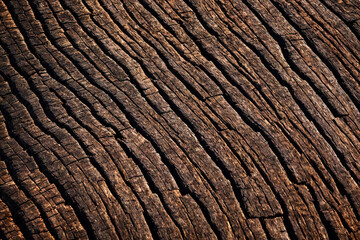 Tree texture