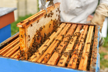 Fototapeta na wymiar A beehive with bees. Close up macro.