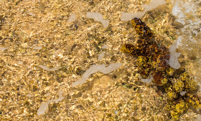background with the seabed. seashore with water texture for background, banner.