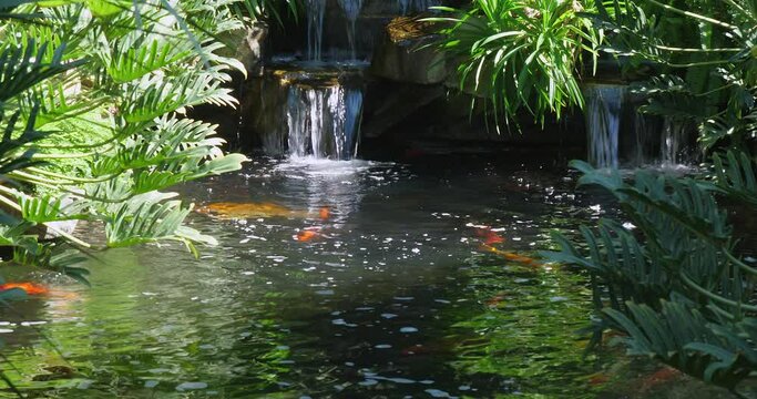  colourful fish swimming through the tranquil waters of a serene koi pond, adorned with lush plants and a gentle waterfall