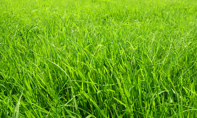 Obraz premium green grass in the wind