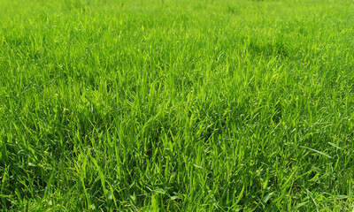 Obraz premium green grass in the wind