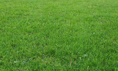 green grass field