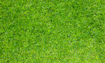 Fototapeta premium green grass texture