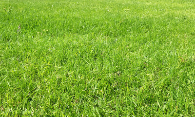 Obraz premium green grass in the wind