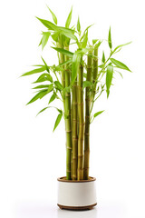 Obraz premium bamboo, isolated on white background, AI Generative.