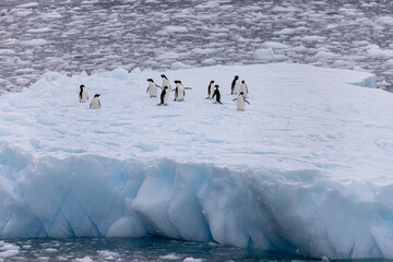 Adelie Penguins - 6682