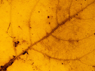 Autumn bright yellow poplar leaf texture closeup