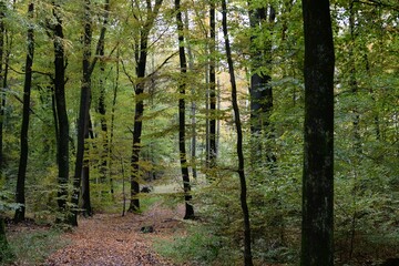 Obraz premium Wanderweg im Herbstwald