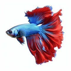 Fototapeta premium Aquatic Grace: Siamese Fighting Fish Isolated on White Background. Generative ai