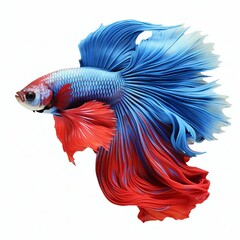 Fototapeta premium Aquatic Grace: Siamese Fighting Fish Isolated on White Background. Generative ai