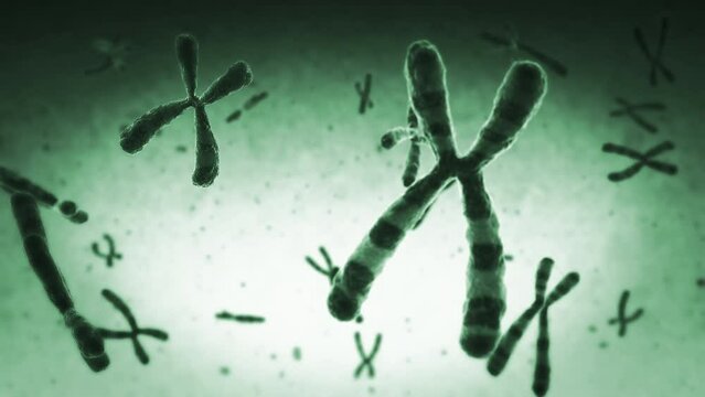 Chromosomes. Loopable. Green. Highly detailed animation of chromosomes floating. DNA. More options in my portfolio.
