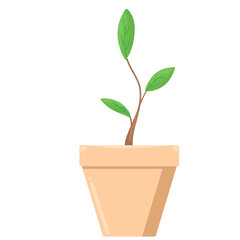 plant in a pot