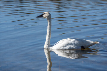 Trumpeter Swan (Cygnus buccinator) swimming in Swan Lake in Yellowstone National Park, Montana in Autumn