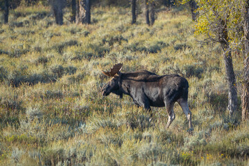 Bull Moose (Alces alces) in Autumn Colors in Grand Teton National Park, Wyoming