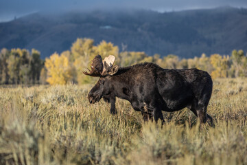 Bull Moose (Alces alces) in Autumn Colors in Grand Teton National Park, Wyoming