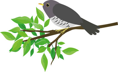 かわいいホトトギスと枝のイラスト