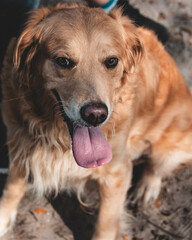 portrait of a retriever